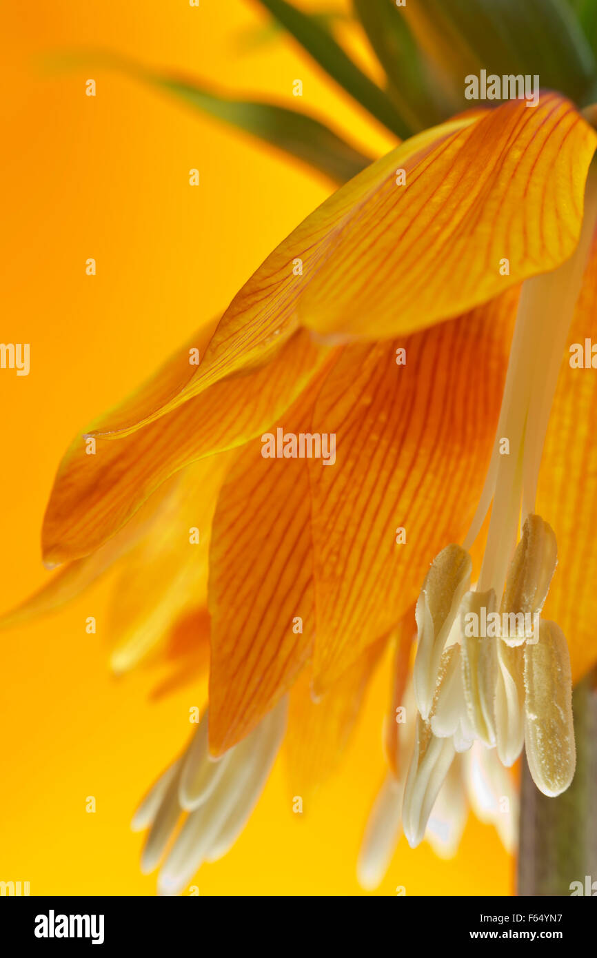 Bel fiore Foto Stock