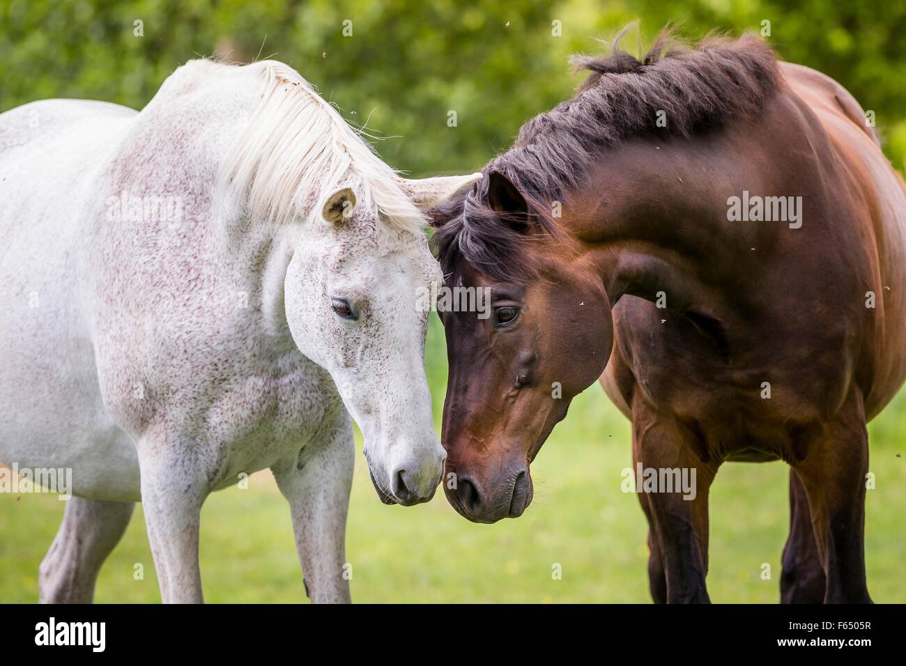 Trakehner. Bay e un cavallo grigio in piedi su un pascolo, testa a testa. Germania Foto Stock