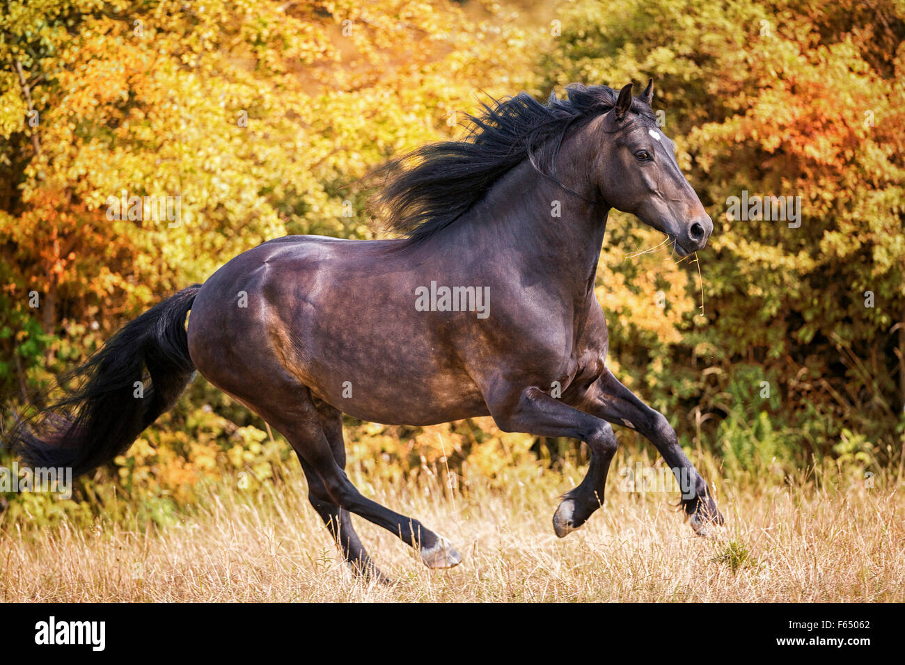 Welsh Cob, Pony Welsh Sektion D. Bay adulto al galoppo su un pascolo. Germania Foto Stock