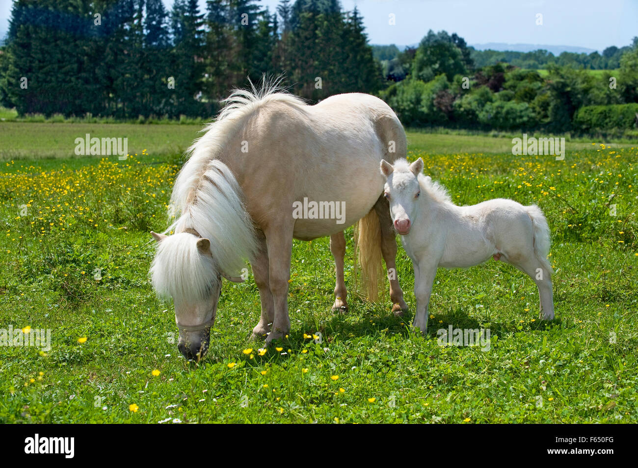 Miniatura pony Shetland. Palomino mare con puledro (1 settimane di età, cremello) su un prato. Germania Foto Stock