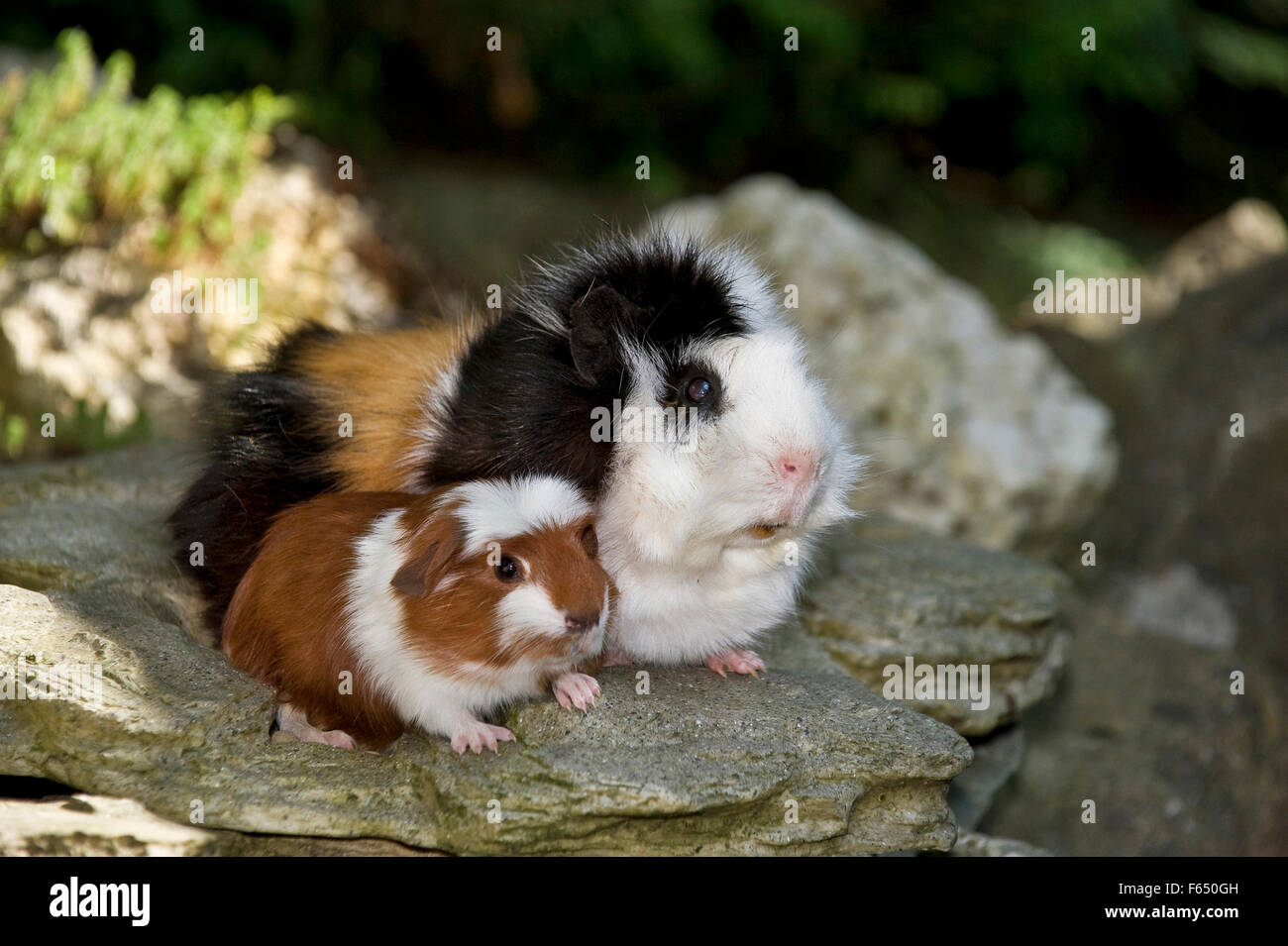 Maschio di cavia abissino di cavia x Teddy Cavie) un giovane (Inglese crestata, rosso e bianco) sulle rocce. Germania Foto Stock