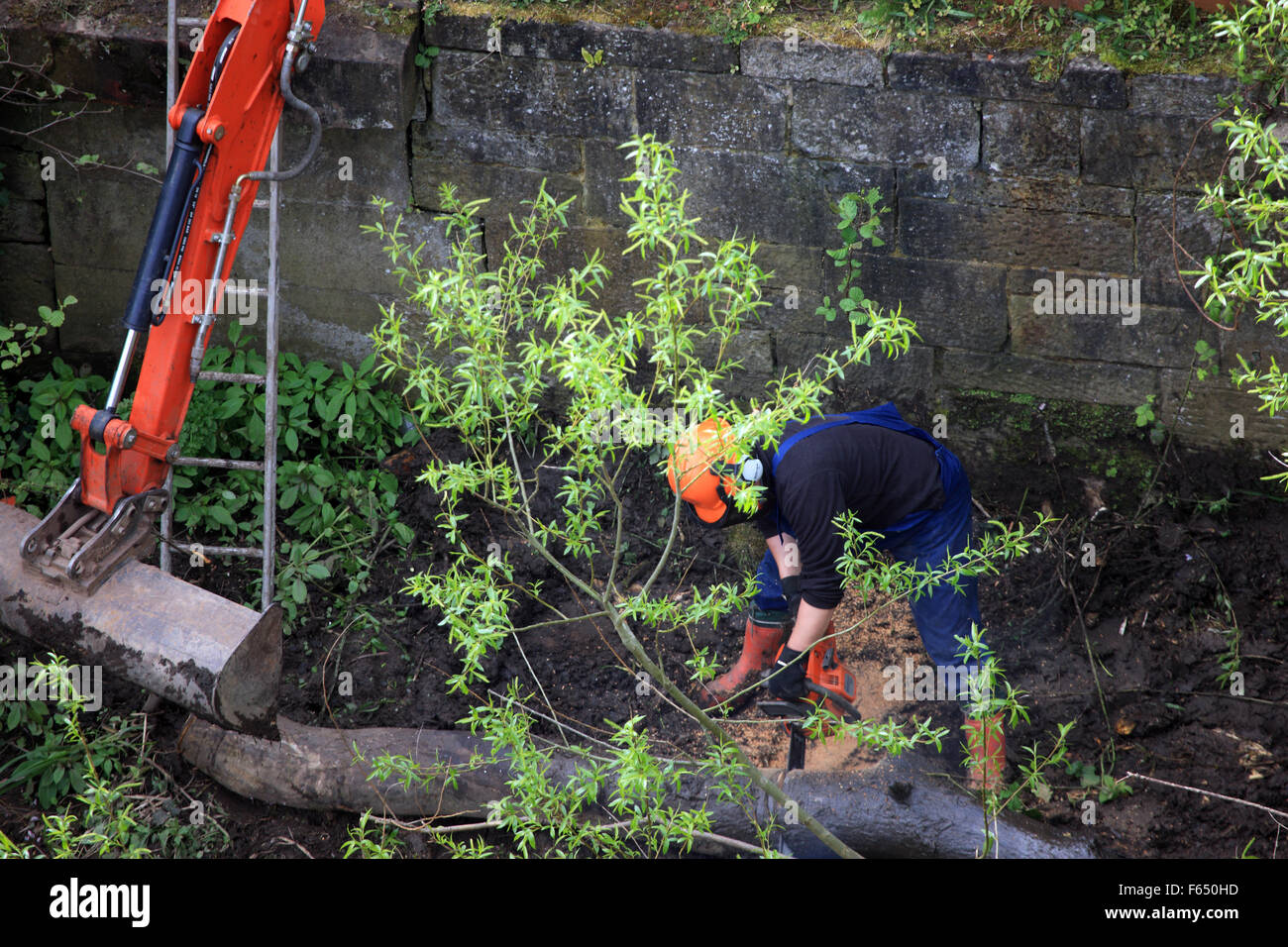 Workman utilizzando una sega a nastro per il taglio di un albero sulle rive del fiume Cart in Paisley, Scozia Foto Stock