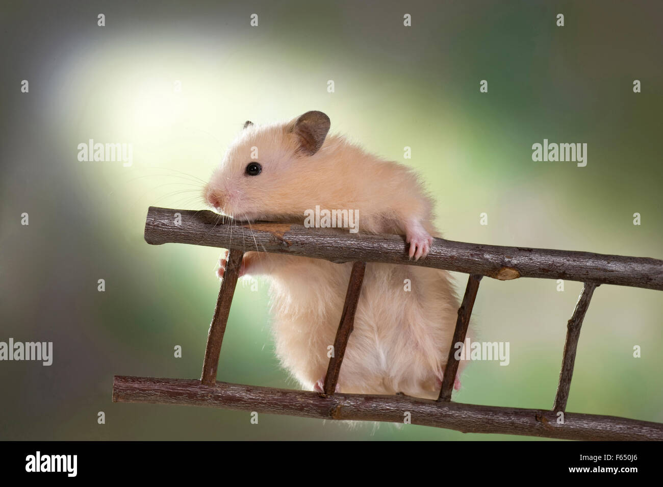 I capretti crema Teddy Hamster salendo su una scala. Germania Foto Stock