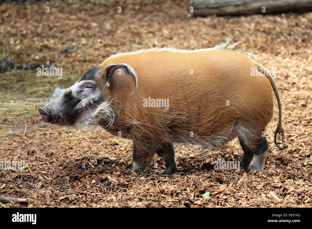 Red River Hog (Potamochoerus porcus). Maschio in Landau Zoo, Germania.... Foto Stock