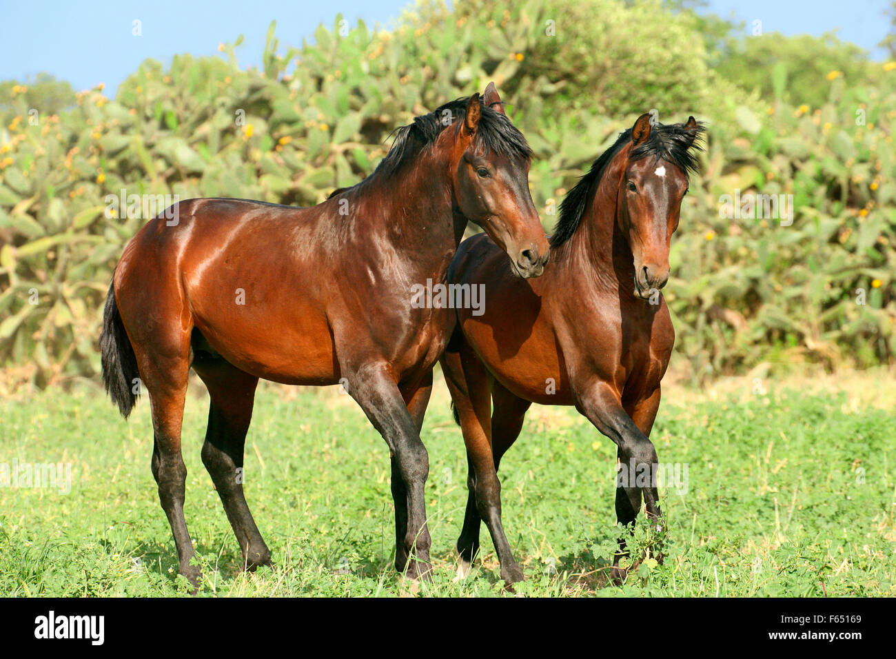 Puro Cavallo Spagnolo andaluso. Due giovani stalloni baia su un pascolo. Spagna Foto Stock