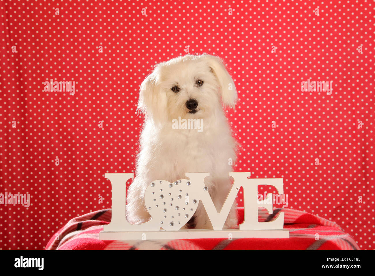 Il Maltese seduti dietro le lettere di amore Foto Stock