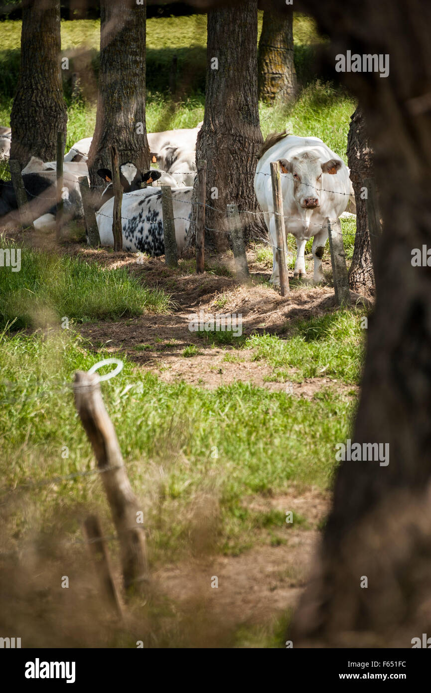 mucche sul pascolo Foto Stock