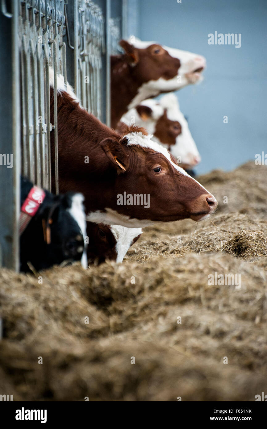 mucche nella stalla Foto Stock