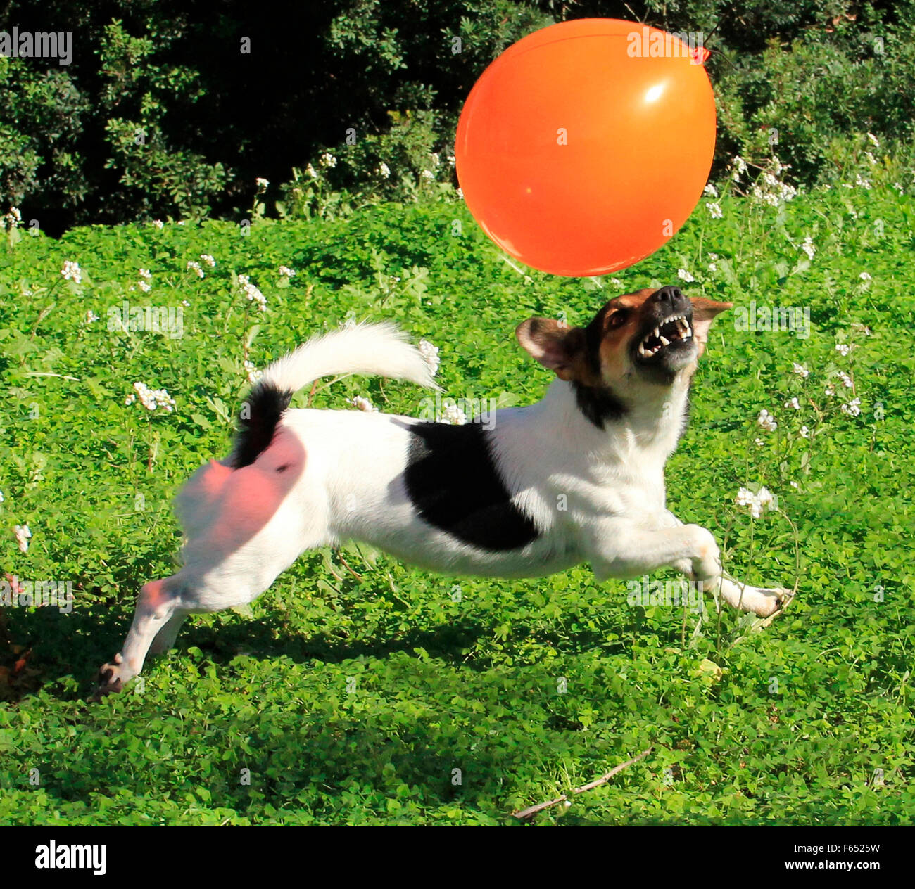 Jack Russell Terrier. Cane adulto a caccia di un palloncino giocattolo. Spagna Foto Stock