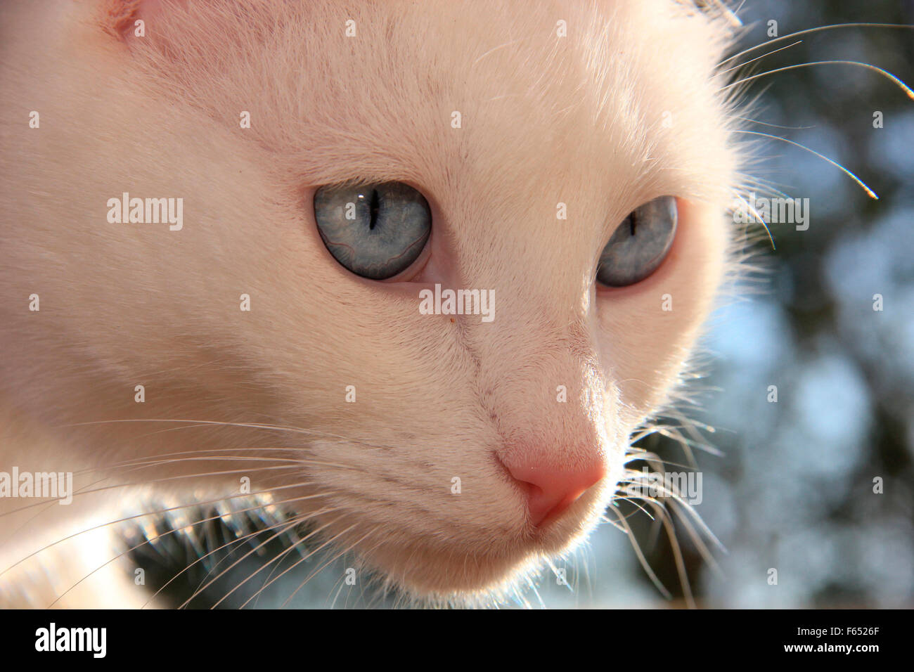 Il gatto domestico. Close-up verticale di bianco adulto. Spagna Foto Stock