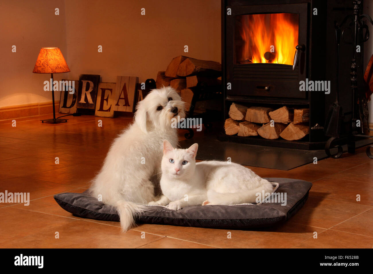 Il gatto domestico. Il Maltese e il gatto bianco davanti ad un camino. Spagna Foto Stock