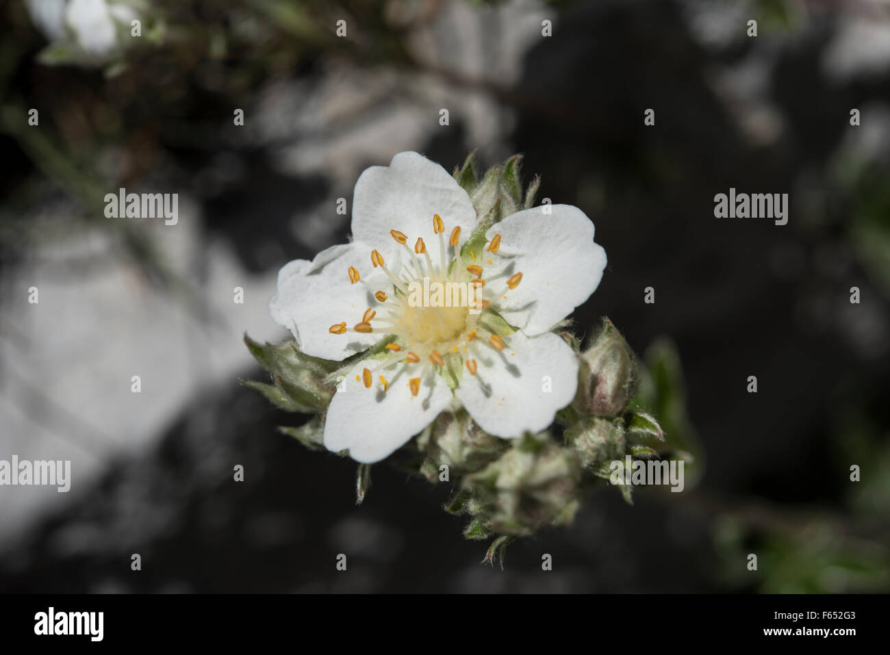 Potentilla alchemilloides, Alchemilla-lasciava Cinquefoil, cresce su rocce calcaree, Pirenei, Spagna. Foto Stock