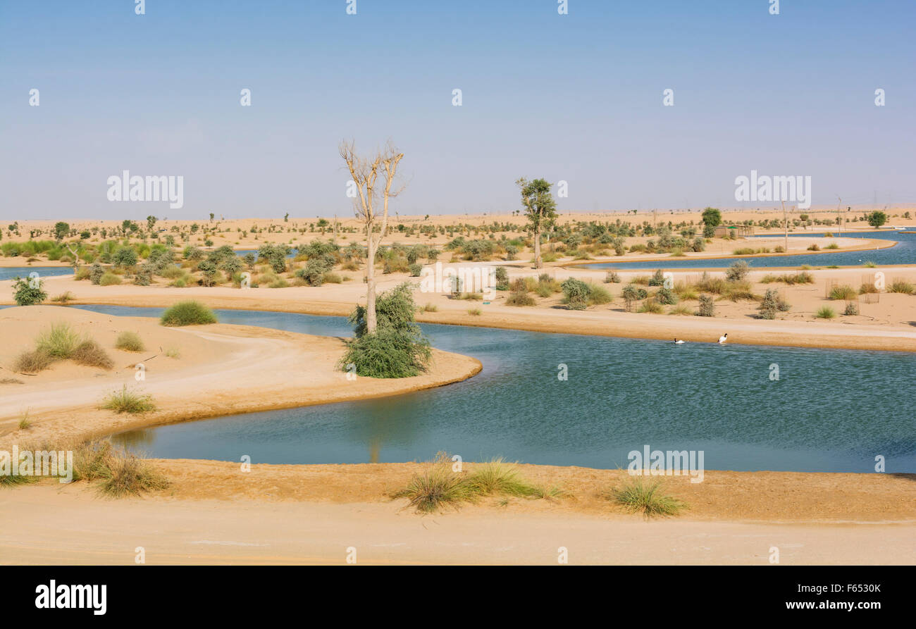Vista Al Qudra laghi oasi nel deserto, un sistema artificiale di laghi e stagni , in Dubai Emirati Arabi Uniti Foto Stock