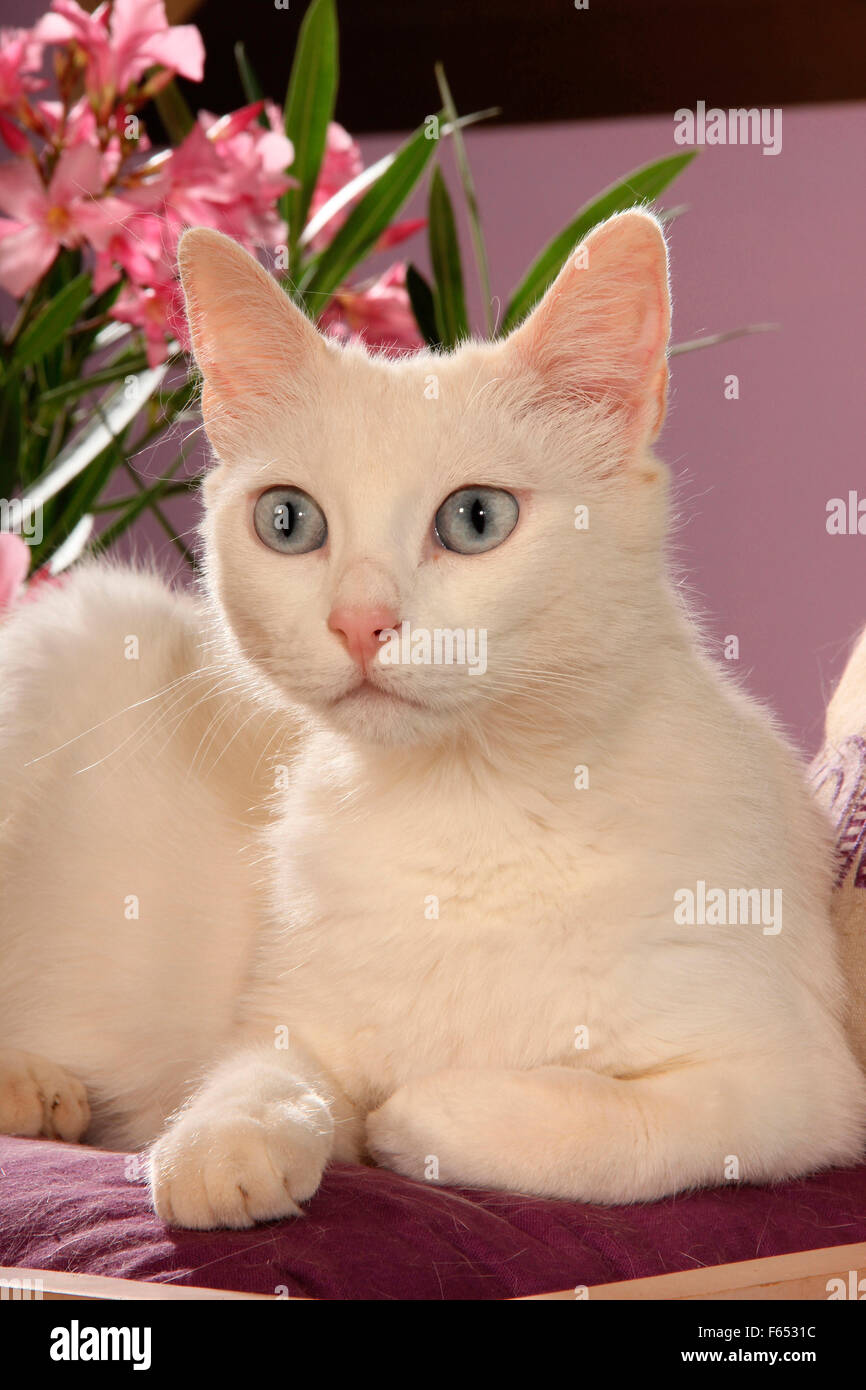 Interno bianco Gatto sdraiato su una sedia da giardino accanto alla fioritura oleandro. Spagna Foto Stock