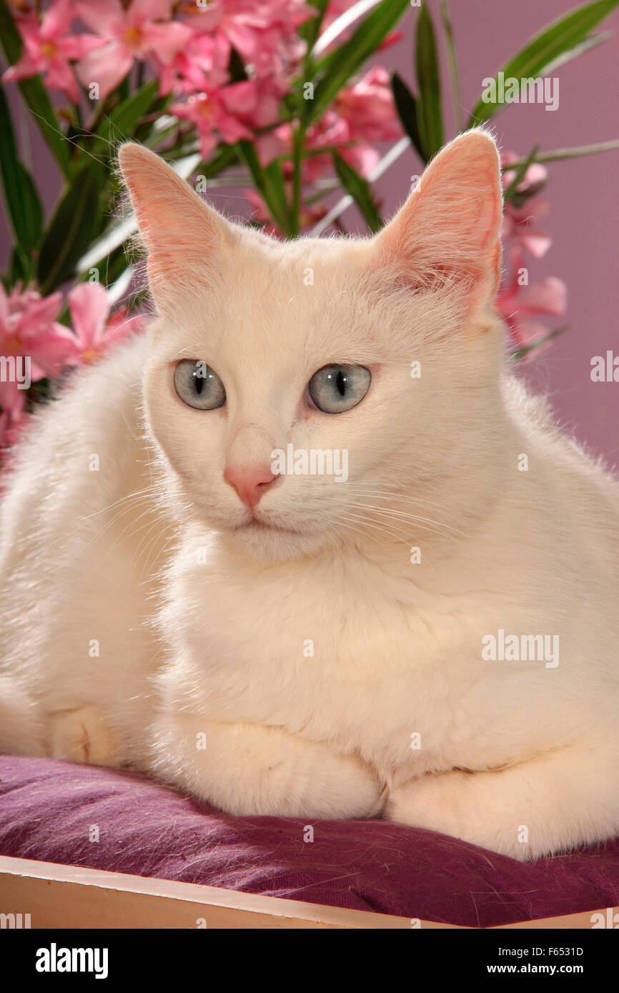 Interno bianco Gatto sdraiato su una sedia da giardino accanto alla fioritura oleandro. Spagna Foto Stock