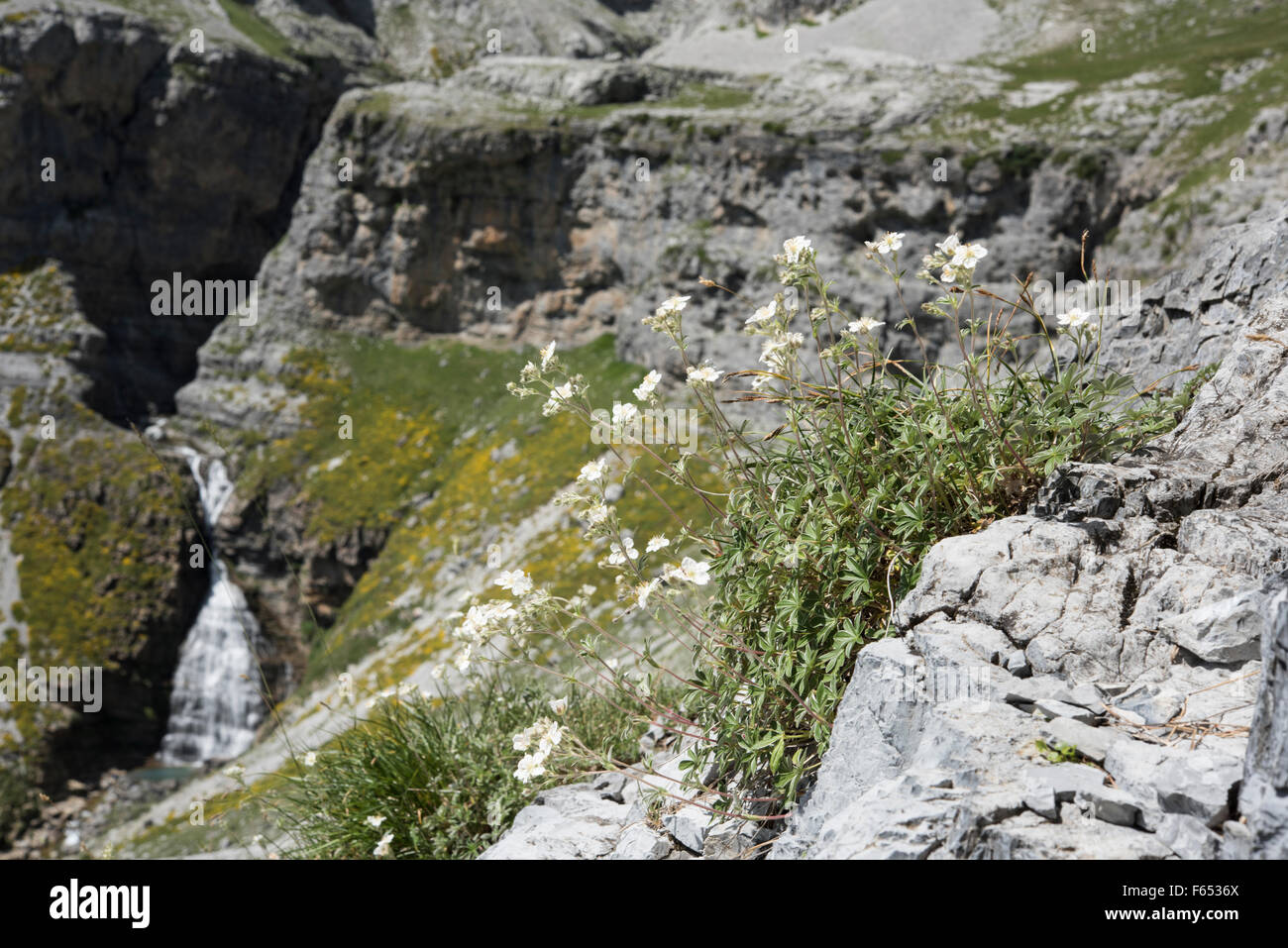 Potentilla alchemilloides, Alchemilla-lasciava Cinquefoil, cresce su rocce calcaree, Pirenei, Spagna. Foto Stock