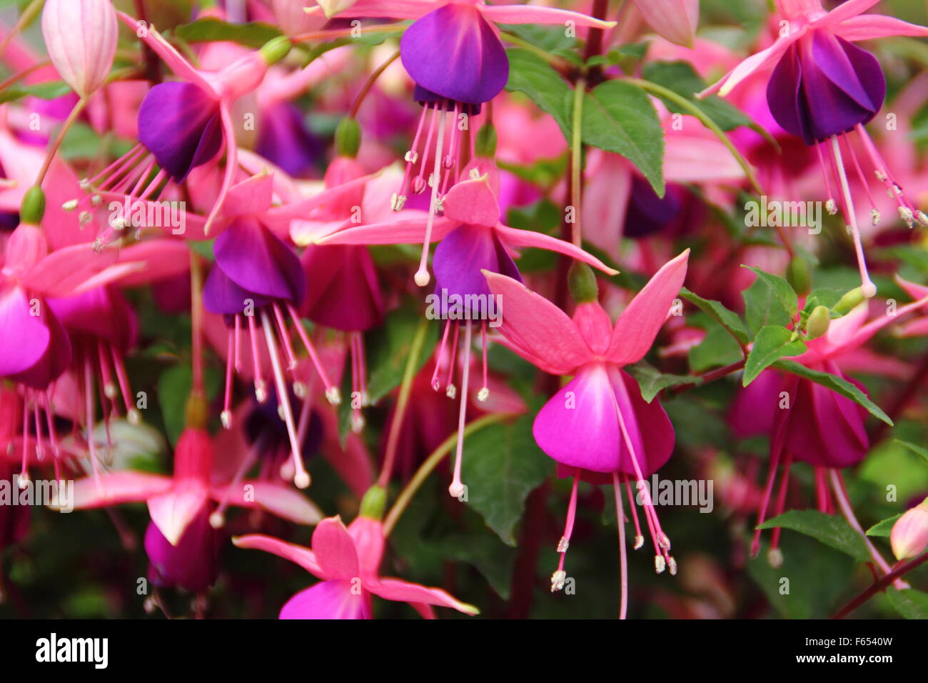 Un fuchsia in piena fioritura in un giardino inglese Foto Stock