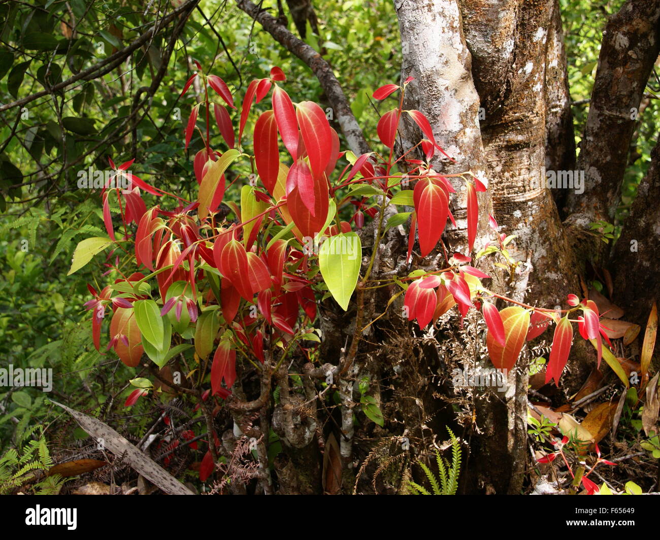 Cannella di Ceylon tree, vero albero di cannella, Cinnamomum verum Foto Stock