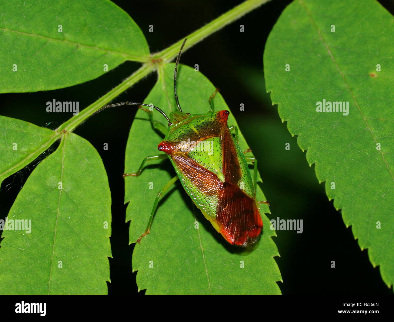 Bug esotici Acanthosoma haemorrhoidale. Protezione europea bug Foto Stock