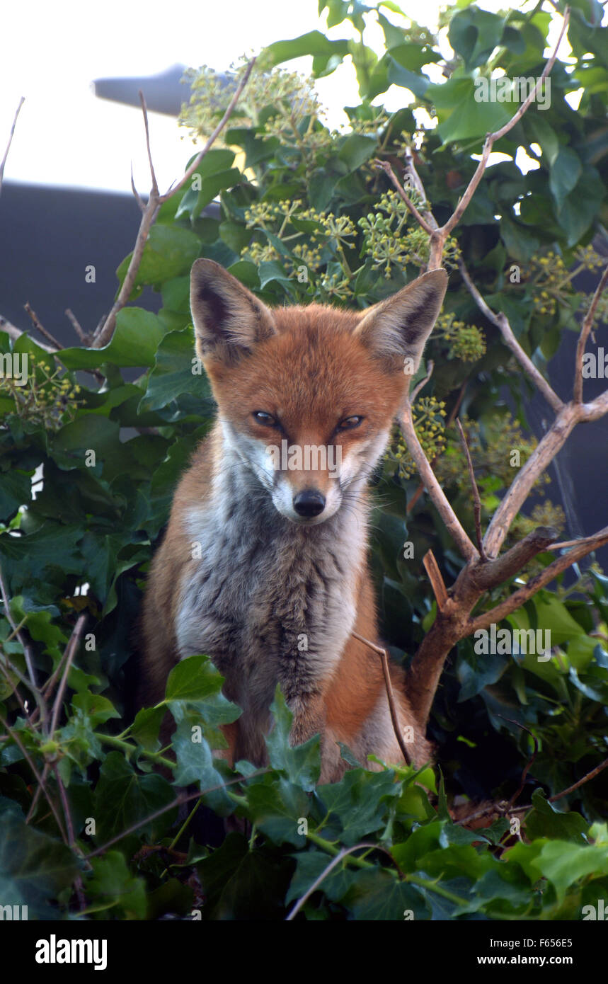 Londra, Regno Unito. 12 Novembre, 2015. Dopo una notte di occupato rovistando nel locale di bidoni della spazzatura questa giovane volpe urbana assume un appoggio sulla sommità di un giardino recinto. Credito: mainpicture/Alamy Live News Foto Stock