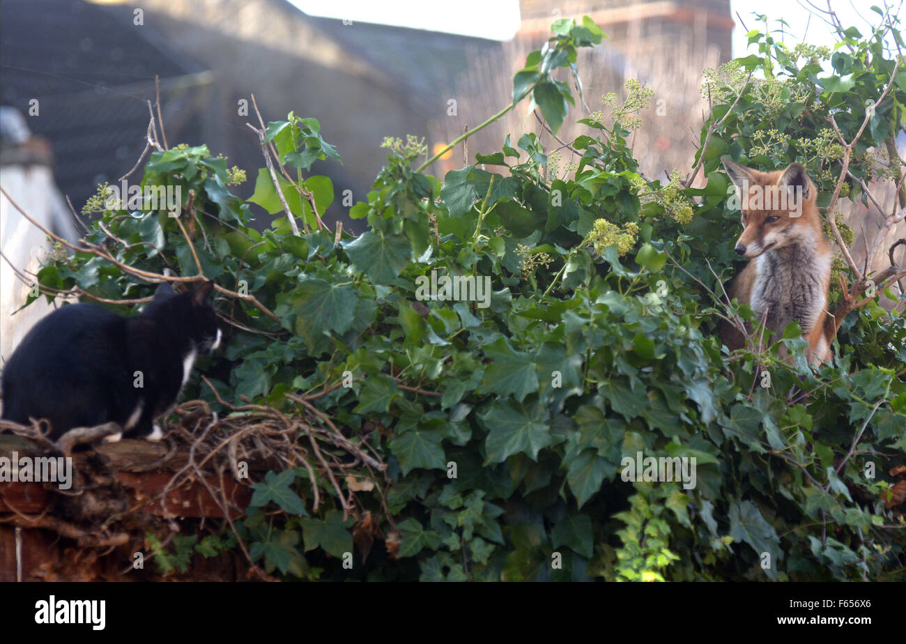Londra, Regno Unito. 12 novembre 2015. Un giovane volpe urbano incontra una in bianco e nero gatto sulla sommità di un giardino recinto. Credito: mainpicture/Alamy Live News Foto Stock