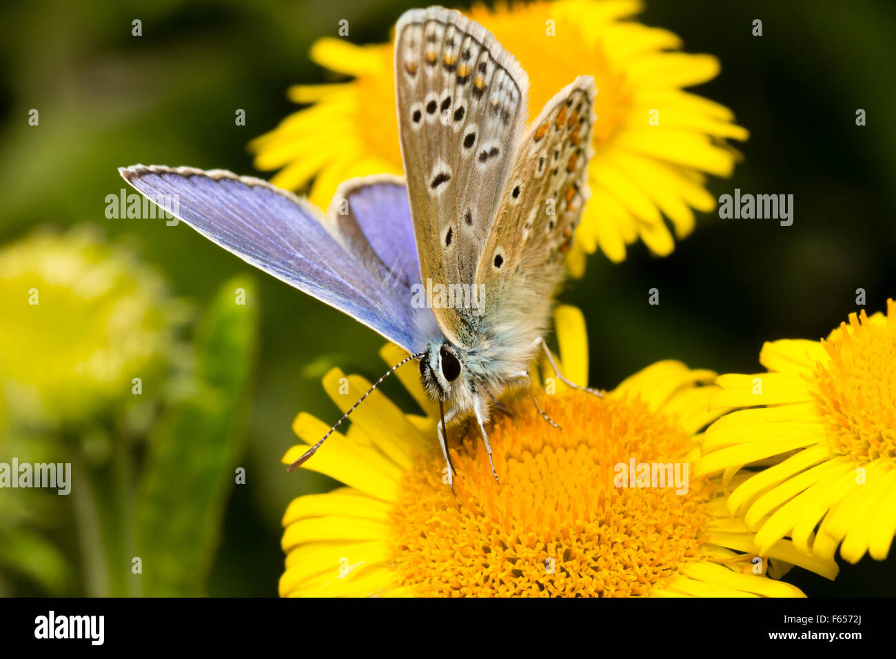 Testa sulla vista di un comune maschio blue butterfly, Polyommatus icarus, alimentando su tansy Foto Stock