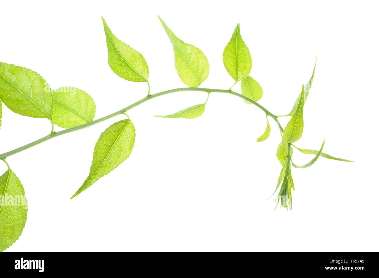 Ramoscello con foglie verdi isolati su sfondo bianco Foto Stock