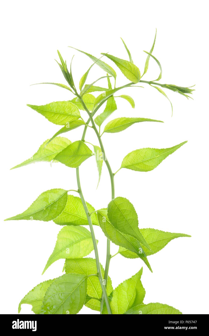 Ramoscello con foglie verdi isolati su sfondo bianco Foto Stock