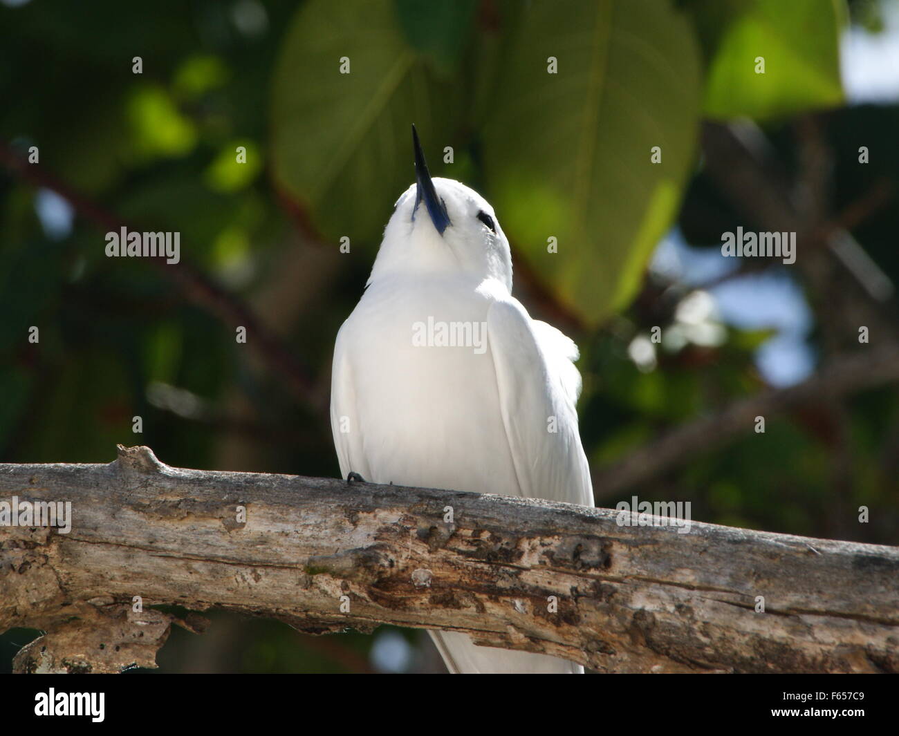 White tern, Angelo tern, noddy bianco (Gygis alba). Isola di Cousin, Seicelle Foto Stock