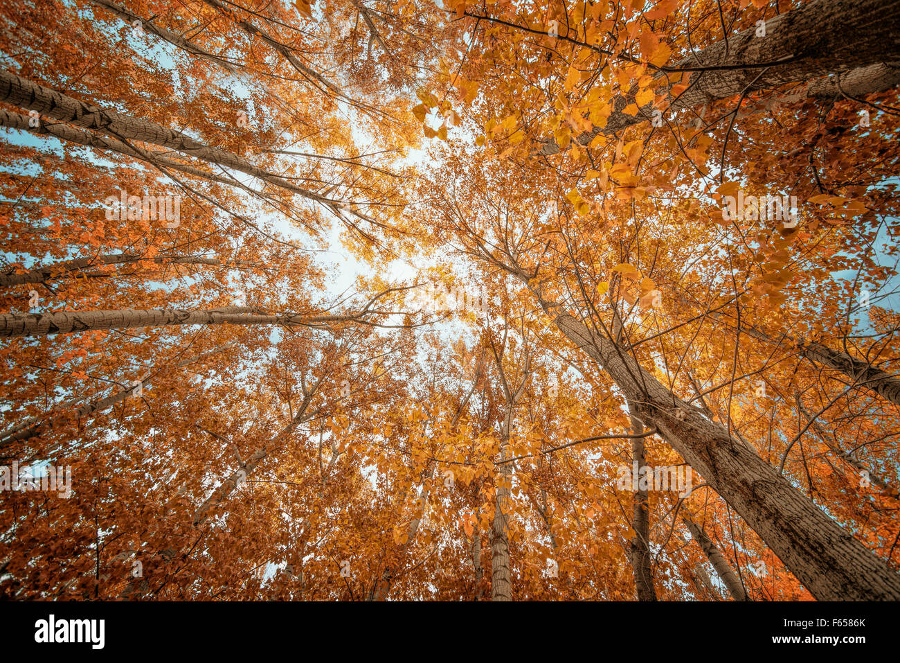 Colori d'Autunno Gli alberi nelle foreste Foto Stock