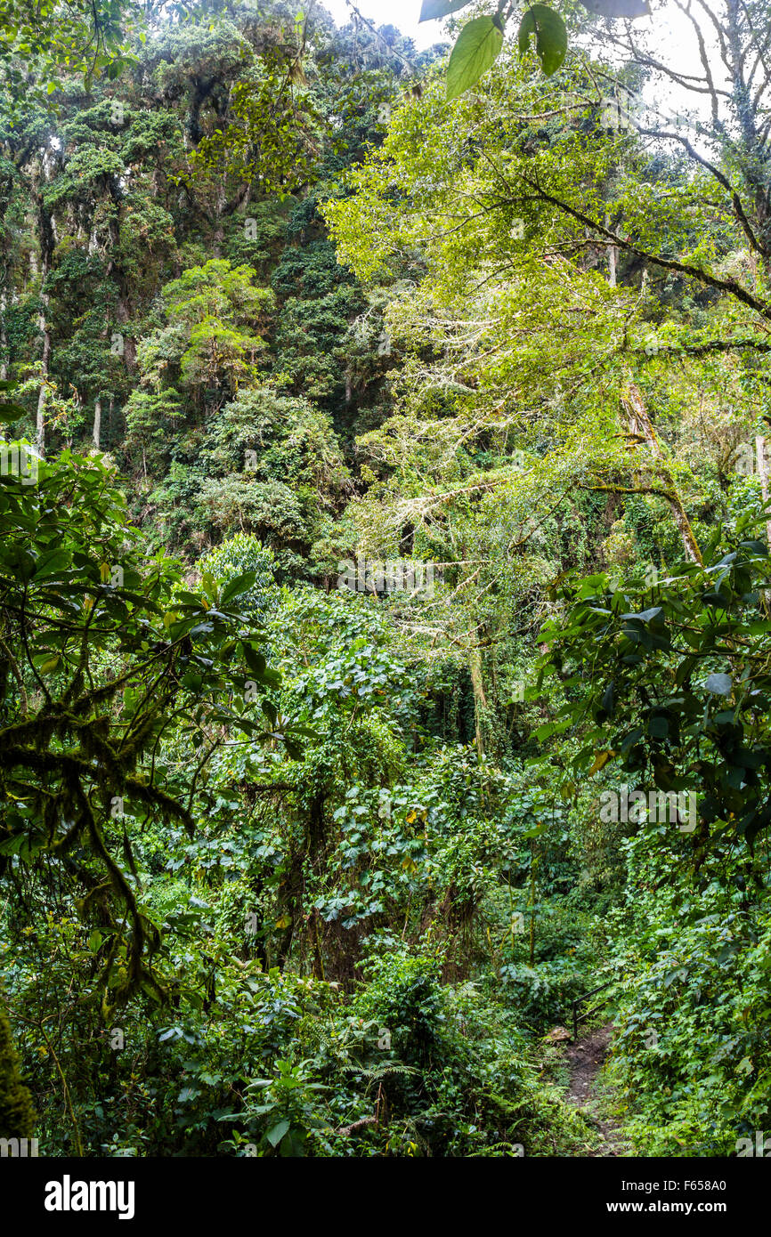 Panama djungle su Quetzal Trail Foto Stock