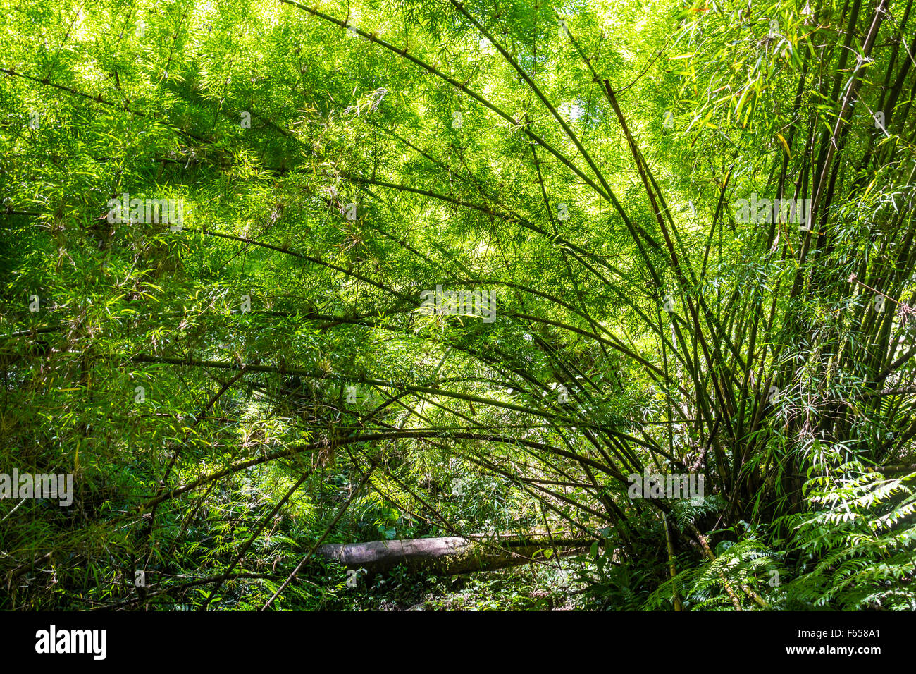 Panama djungle su Quetzal Trail Foto Stock