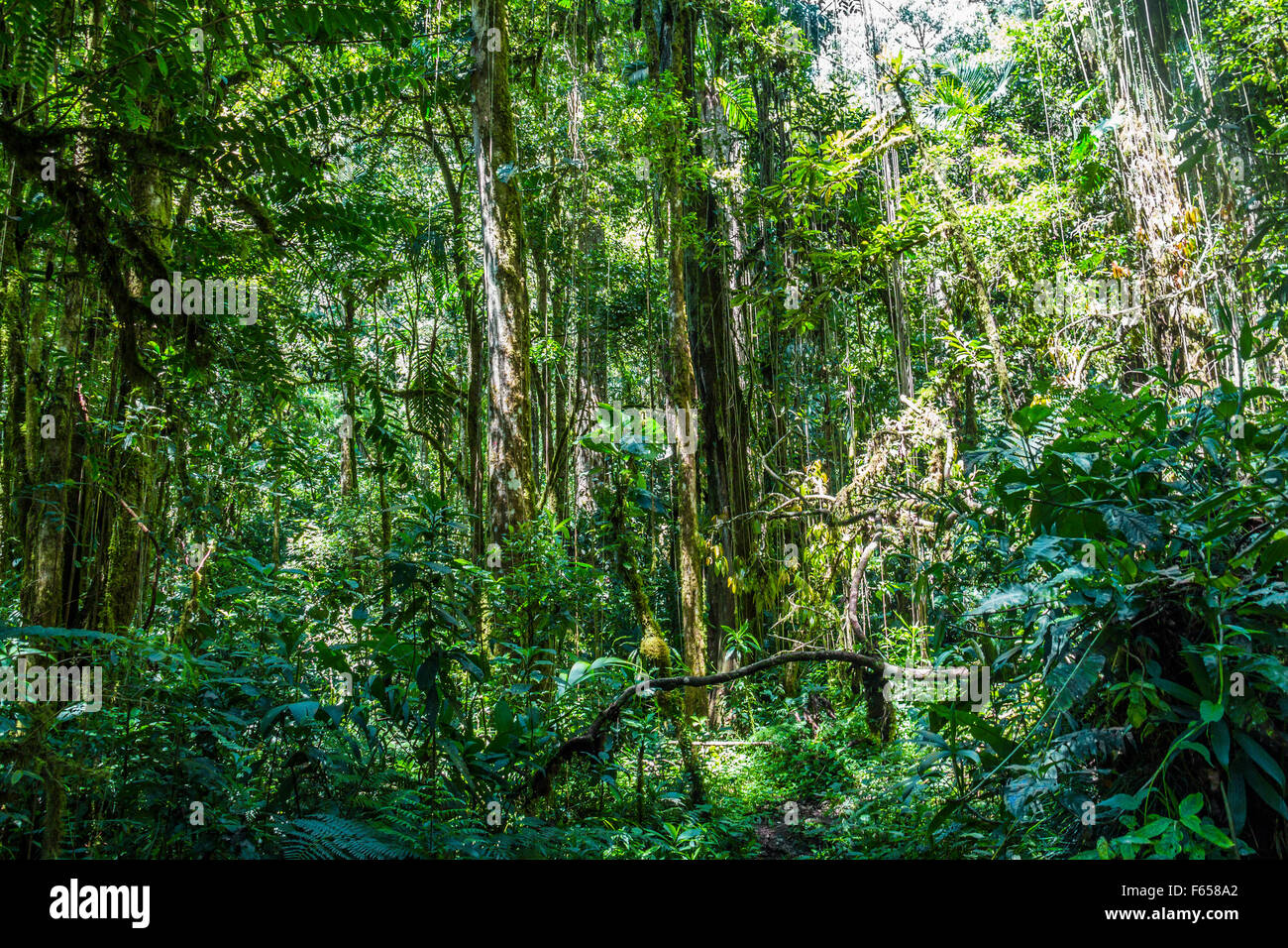 Panama djungle su Quetzal Trail Foto Stock