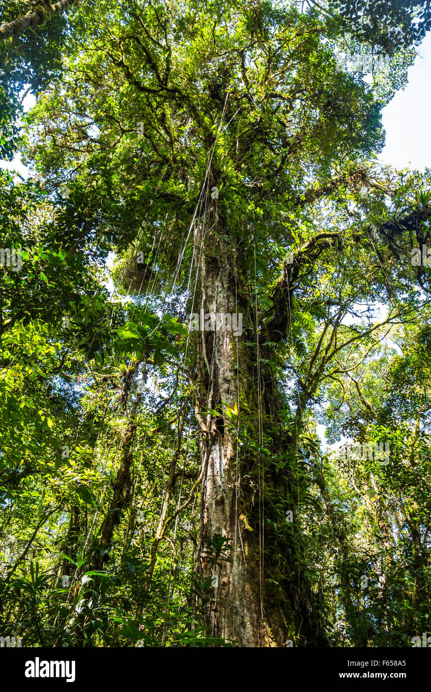 Panama djungle su Quetzal Trail Foto Stock