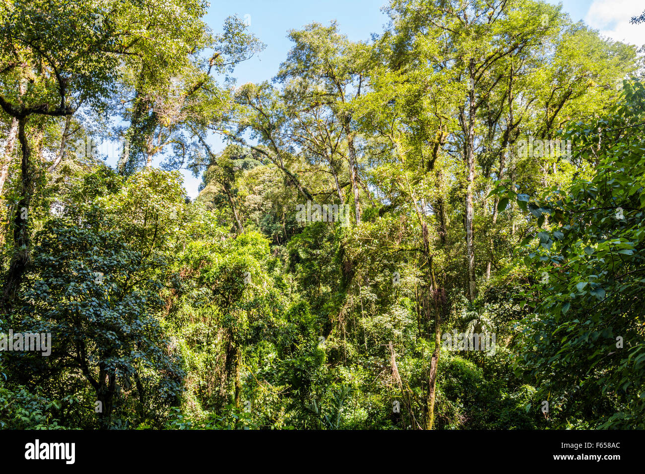 Panama djungle su Quetzal Trail Foto Stock