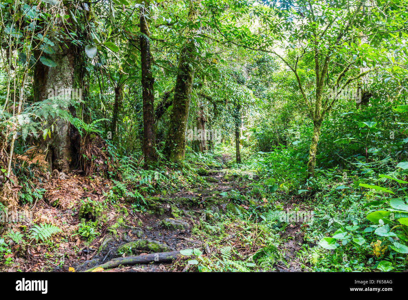 Panama djungle su Quetzal Trail Foto Stock