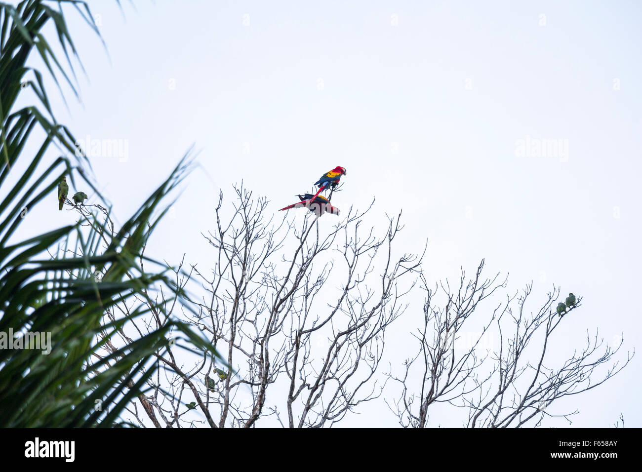 Ara uccelli seduto nella struttura ad albero Foto Stock