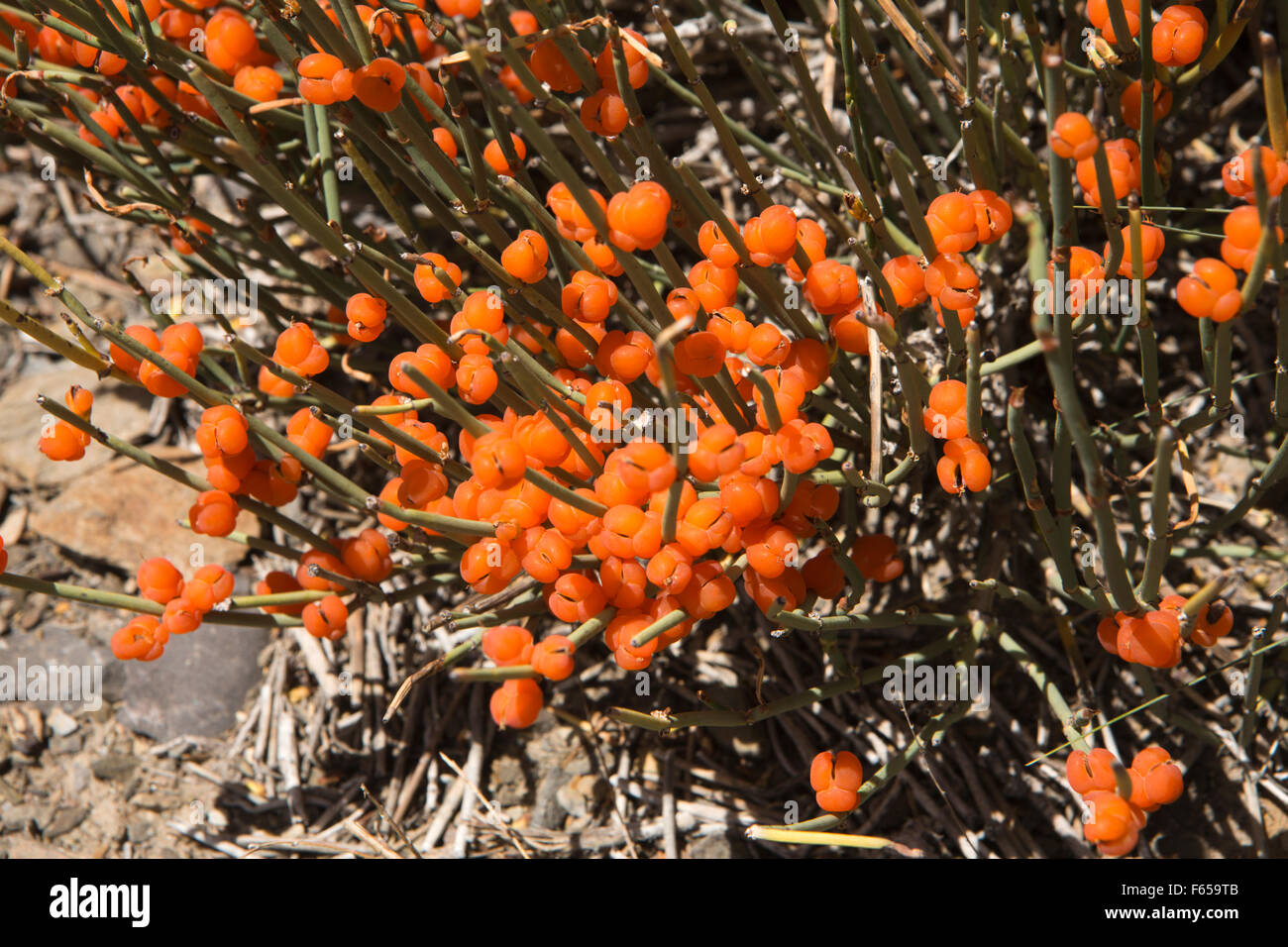 India, Himachal Pradesh, Spiti valley, Dhankar, arancione mare Frangola bacche Hippophae rhamnoides nota Foto Stock