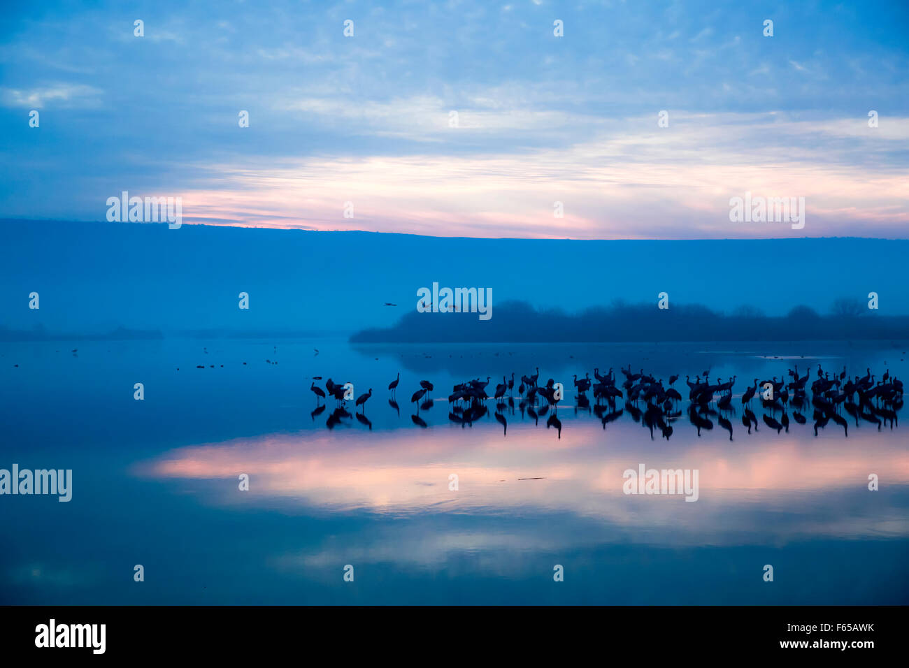 Gru comune (grus grus) profilarsi a sun-set. Grandi migratori gru specie che vive nei prati umidi e paludi. Esso ha un Foto Stock