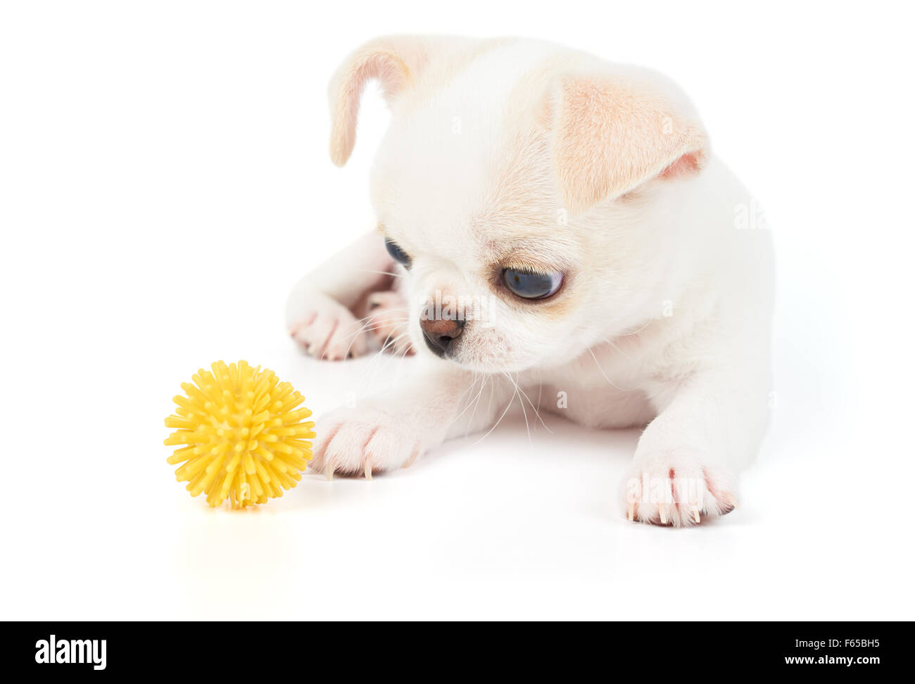 Cucciolo di Chihuahua gioca con giallo giocattolo in PET bianco su sfondo isolato Foto Stock