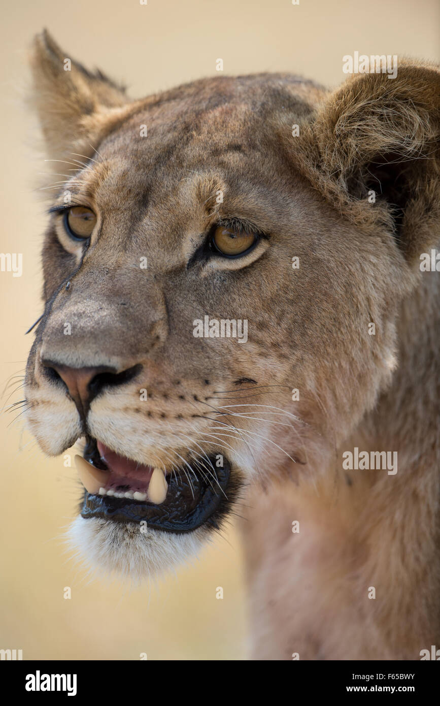 Ritratto di un giovane leone femmina (panthera leo) in Moremi NP (Khwai), Botswana Foto Stock