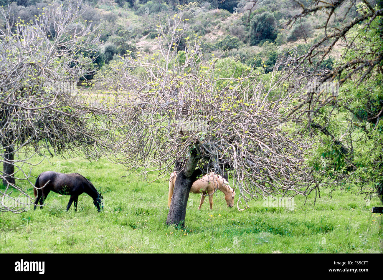 Due cavalli in piedi sul prato verde nei pressi di alberi Foto Stock