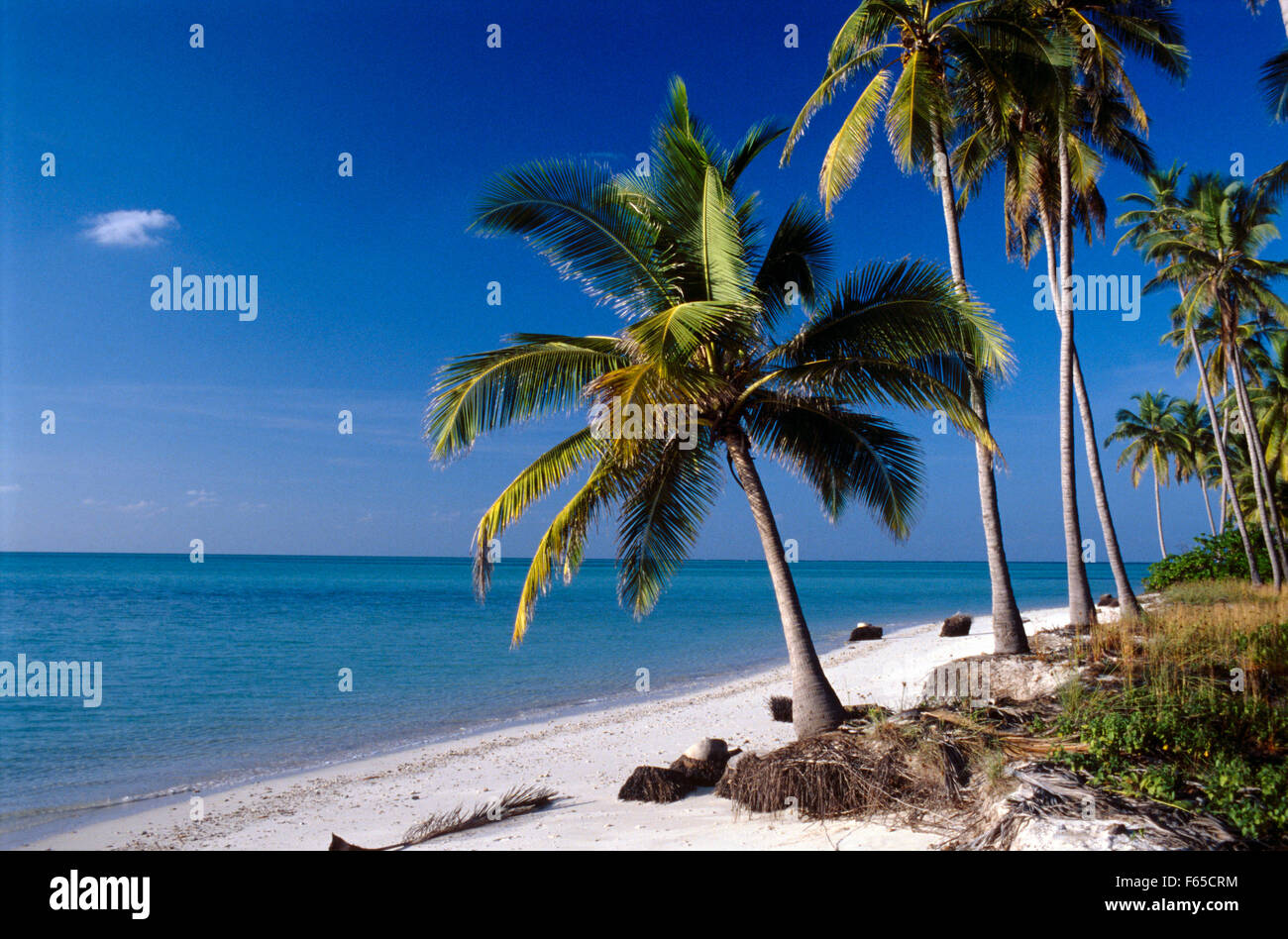 Vista del Palm Tree sulla spiaggia con vista sul mare in India del Sud Foto Stock