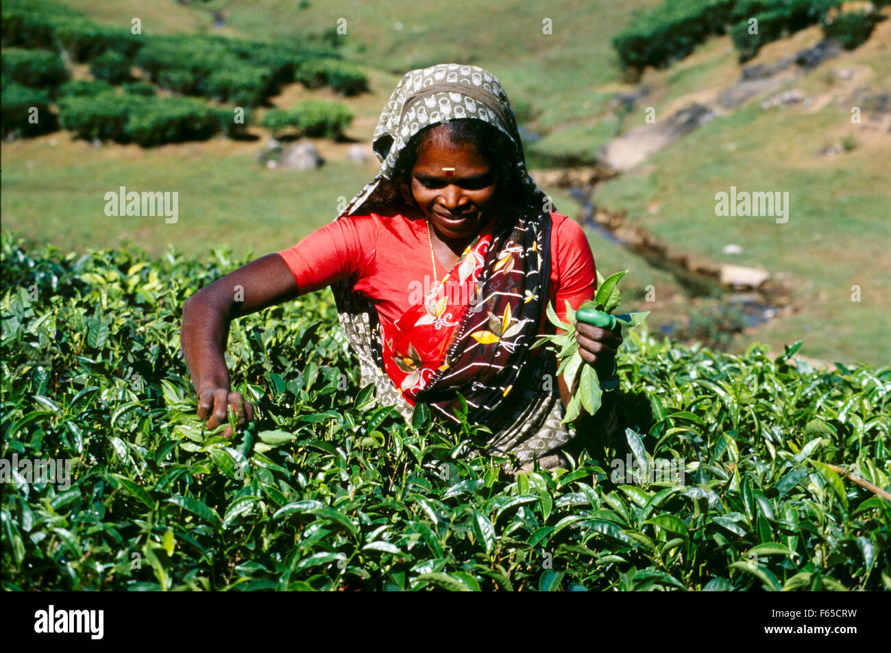 Donna indiana prelevare le foglie di tè in montagne occidentali dell India del Sud Foto Stock