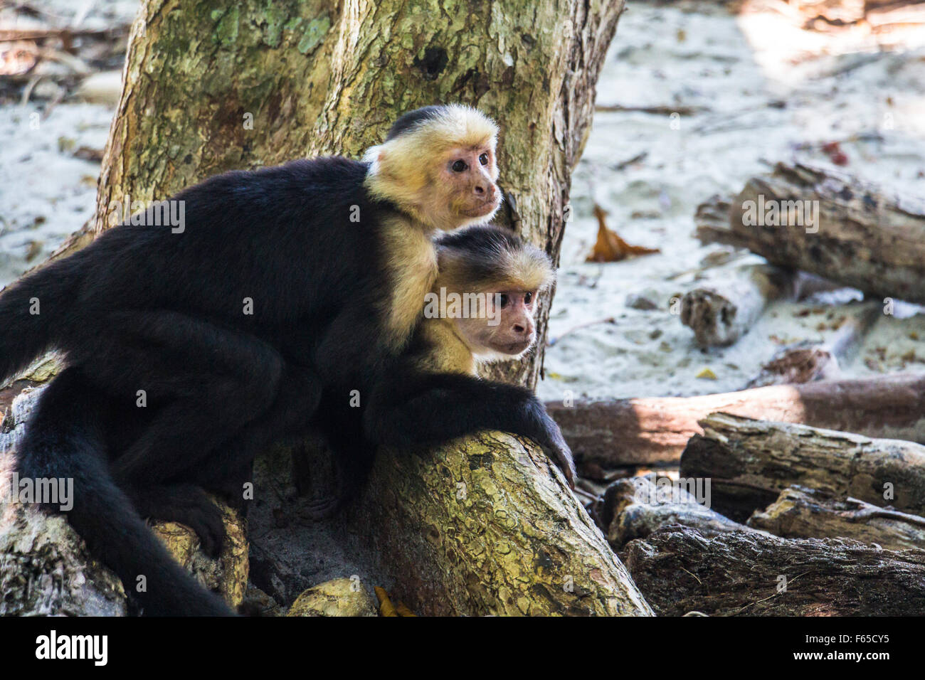 Le scimmie che abbraccia ogni altro Foto Stock