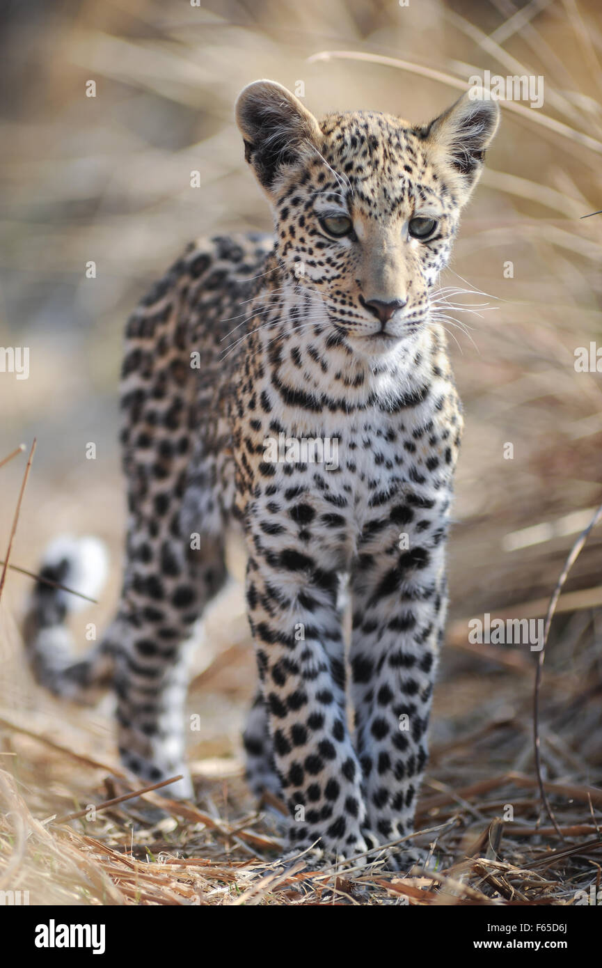 Leopard (panthera pardus) cub in erba lunga in piena luce solare in NP MOREMI Khwai (), Botswana Foto Stock