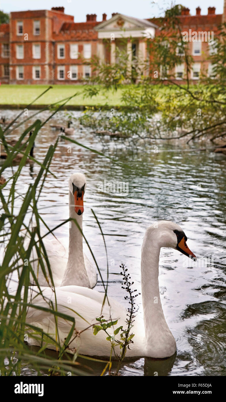 Due cigni nel laghetto di fronte al castello di Vyne, Inghilterra Foto Stock
