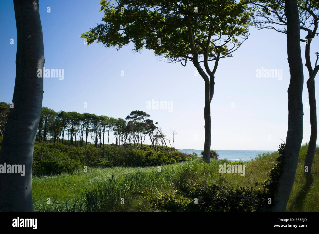 Alberi spazzate dal vento sul Mar Baltico nei pressi di Darss Foto Stock
