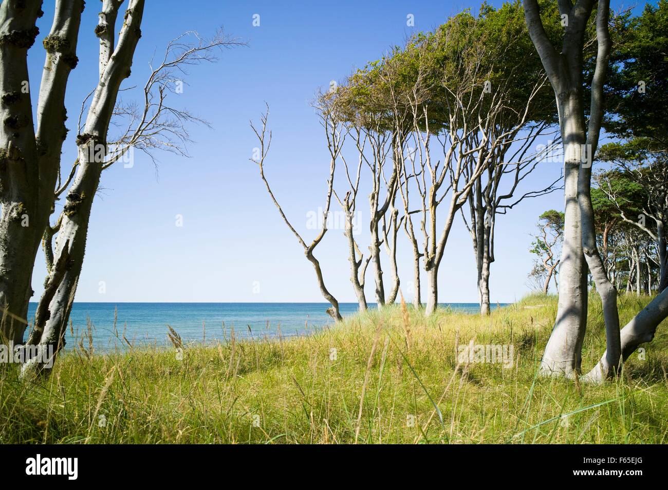 Alberi spazzate dal vento sul Mar Baltico spiaggia vicino Darss Foto Stock
