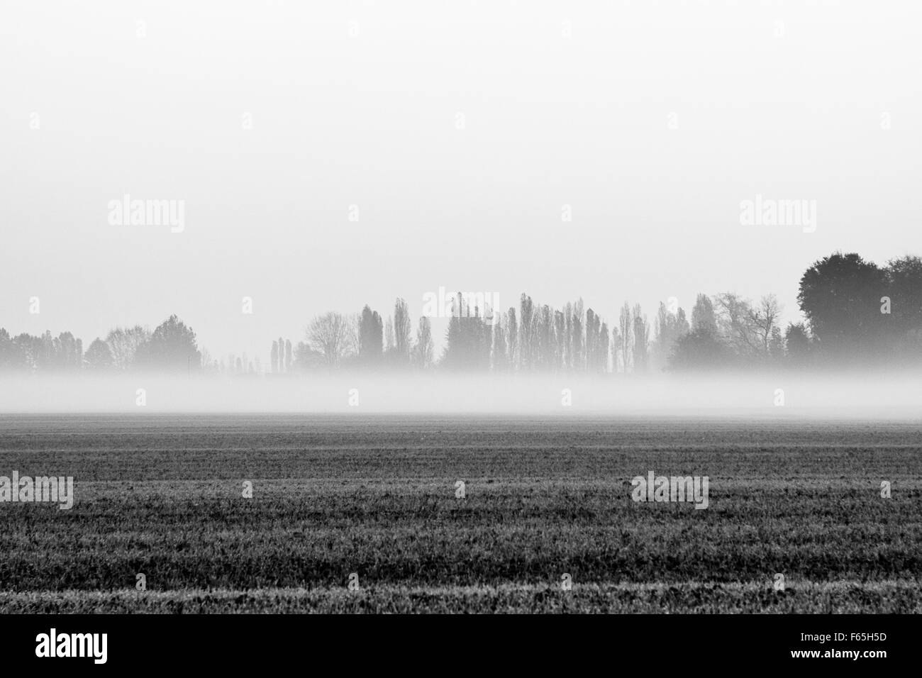 Paesaggio autunnale con alberi e nebbia in autunno Foto Stock